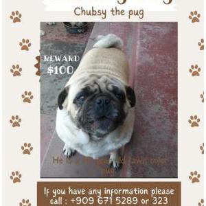 Lost Dog Chubsy