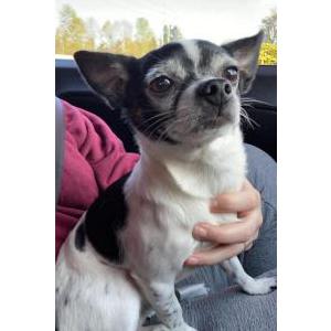 Image of Cheech, Lost Dog