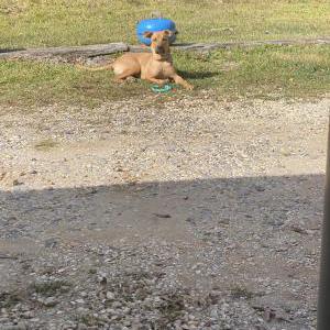 Image of Kubo, Lost Dog