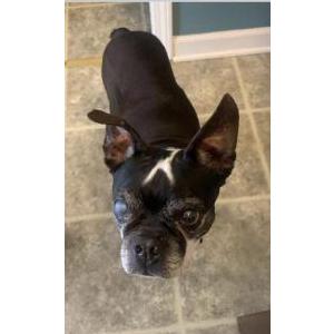 Lost Dog Ace