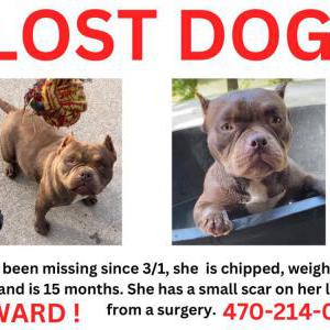 Lost Dog Nia