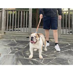 Image of Canelo, Lost Dog