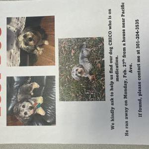 Lost Dog Chico