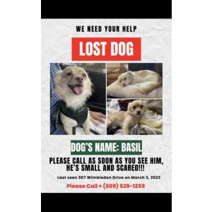 Lost Dog Basil