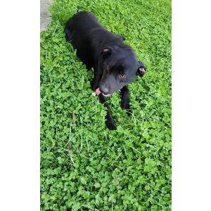Image of Unknown, Found Dog