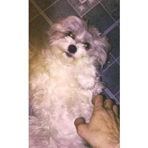 Lost Dog Cinnamon