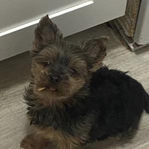 Image of Princesa, Lost Dog