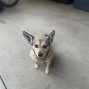 Lost Dog Cutie