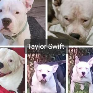 Lost Dog Taylor