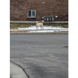 Found Dog Unknown