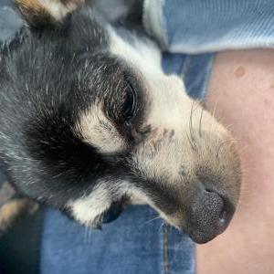 Image of Unknown, Found Dog