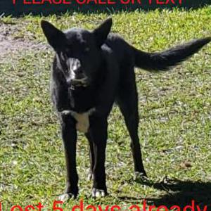 Image of Oreo, Lost Dog