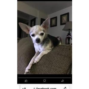 Lost Dog ChiChi