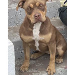 Lost Dog Canela