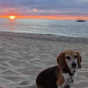 Image of Clarice white, Lost Dog
