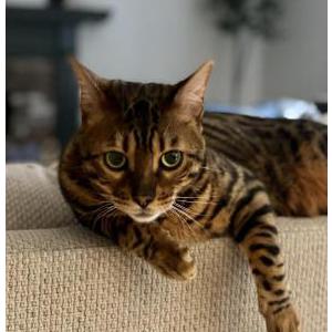 Image of Findus, Lost Cat