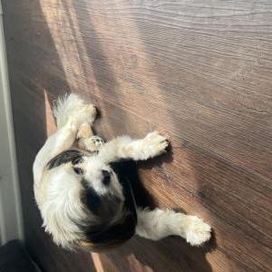 Lost Dog Gizmo