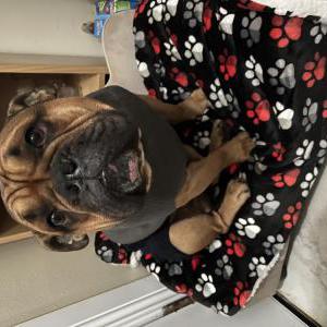 Image of Jack, Lost Dog