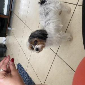 Lost Dog Ella