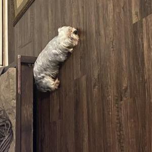 Image of Unknown, Found Dog