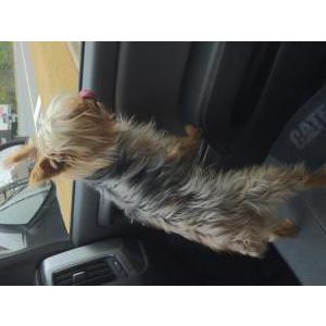 Image of Unknowns, Found Dog