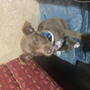 Image of Niyla, Lost Dog