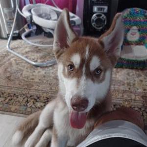 Image of Oso, Lost Dog