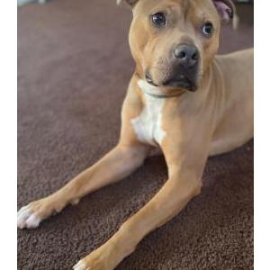 Image of Brody, Lost Dog