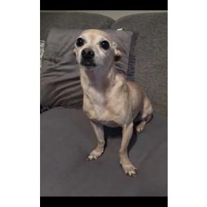 Image of Unknown, Found Dog