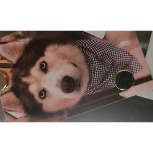Image of Loki, Lost Dog