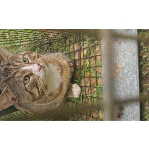 Image of Unknown, Found Cat