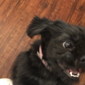 Image of mia, Lost Dog