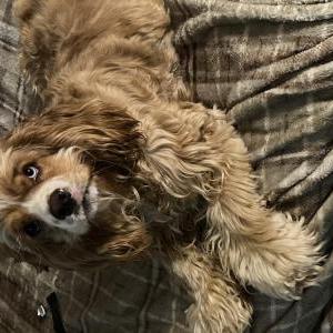 Image of Teddy, Lost Dog