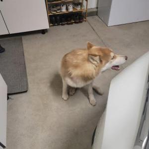 Found Dog Unknown