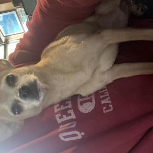 Image of Unknown, Found Dog