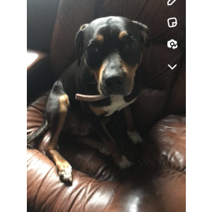 Lost Dog Lala