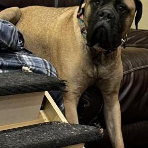 Image of Zeus, Lost Dog