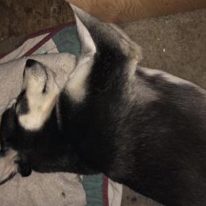 2nd Image of Dominant, Lost Dog