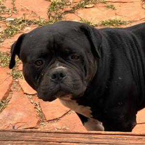 Image of Raider, Lost Dog