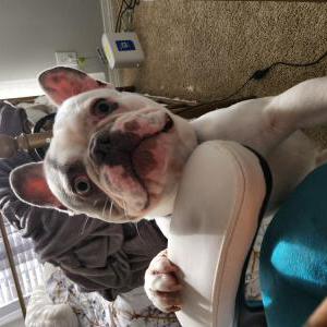 Image of Romeo, Lost Dog