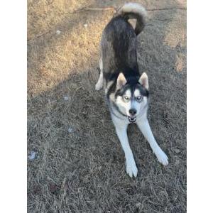 Image of Zeus, Lost Dog