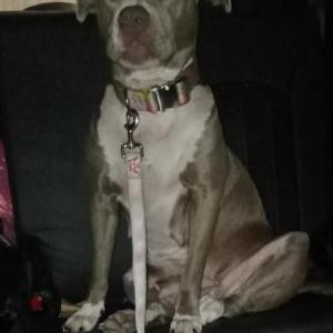 Lost Dog Lilly Mae