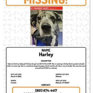 Lost Dog Harley