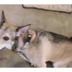 Image of Isabella, Lost Dog