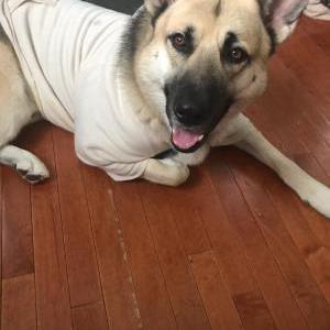 Lost Dog Polo