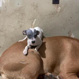 Image of Joseph, Lost Dog