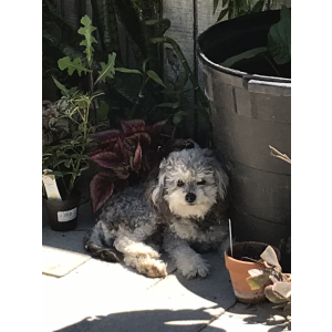 Lost Dog Bello