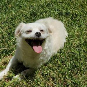 Lost Dog Princess