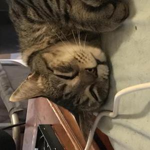 Image of Larry, Lost Cat