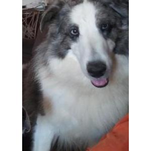 Image of Elliott, Lost Dog